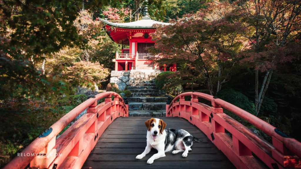 Do you need to move your dog to Japan? Relopet can help you!