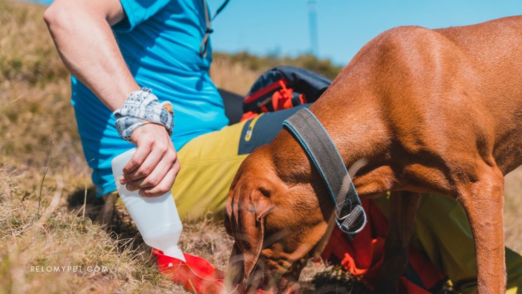 Dog travel accessories: portable water bottle