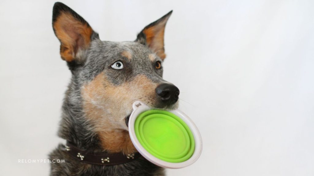 Dog travel accessories: collapsible travel bowl