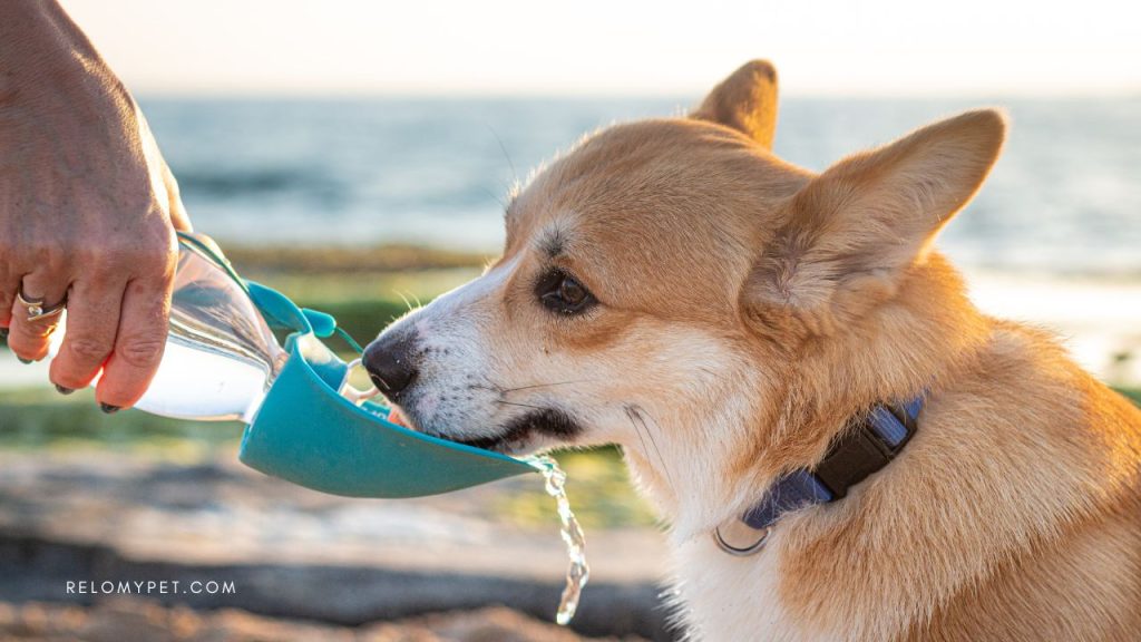 Dog travel accessories: travel-friendly food and water
