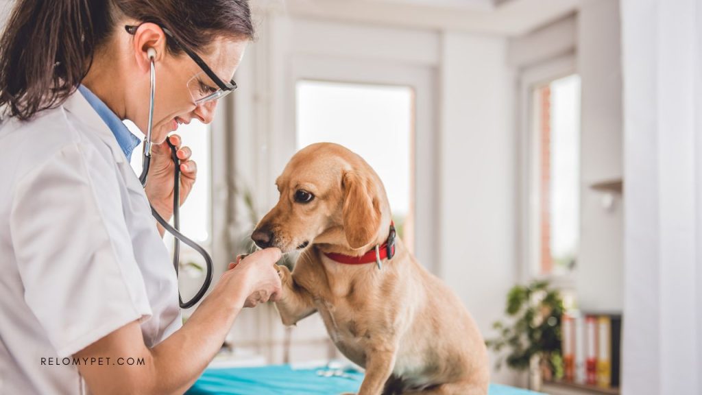Obtain a health certificate from a veterinarian before traveling to Saudi Arabia