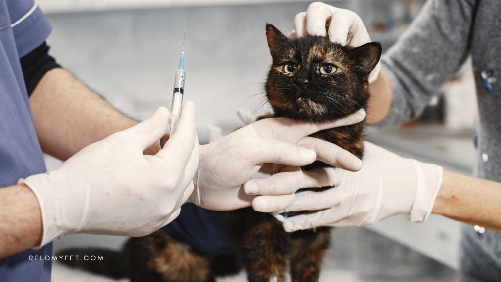 The list of necessary vaccinations before moving to Saudi Arabia with your pet