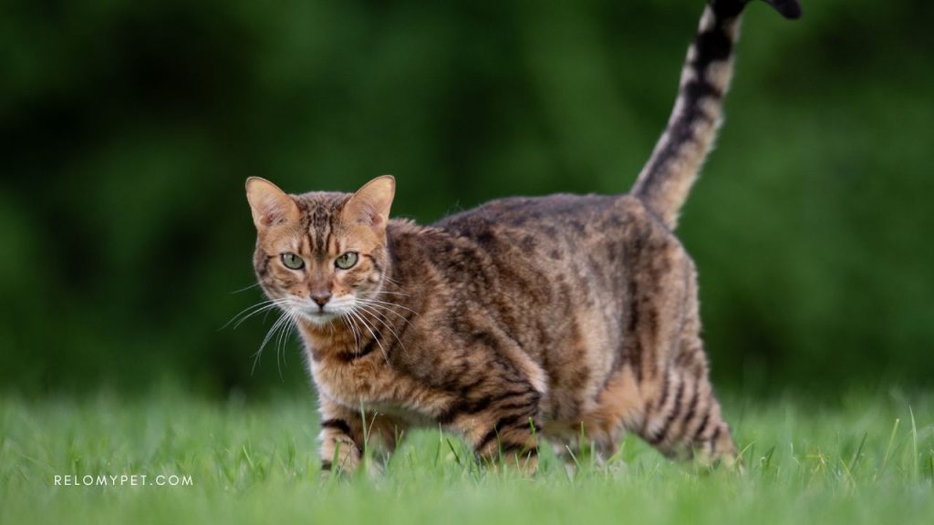 Pet relocation to Singapore: Bengal cats are not allowed