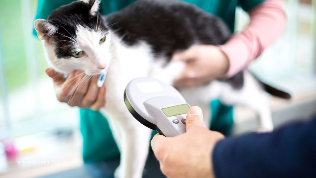 Pet relocation to Singapore: Microchipping