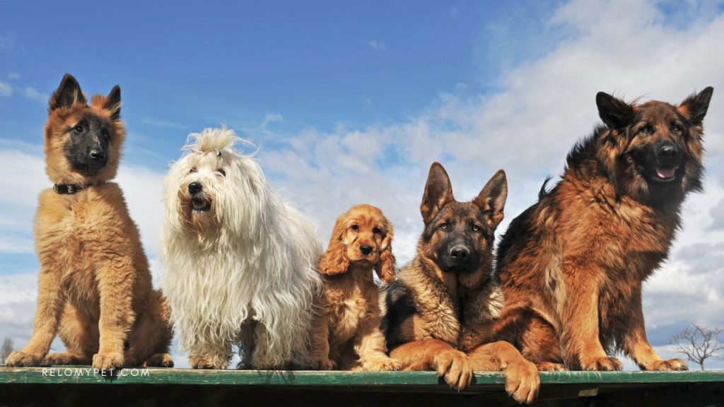 Banned breeds to import to Saudi Arabia