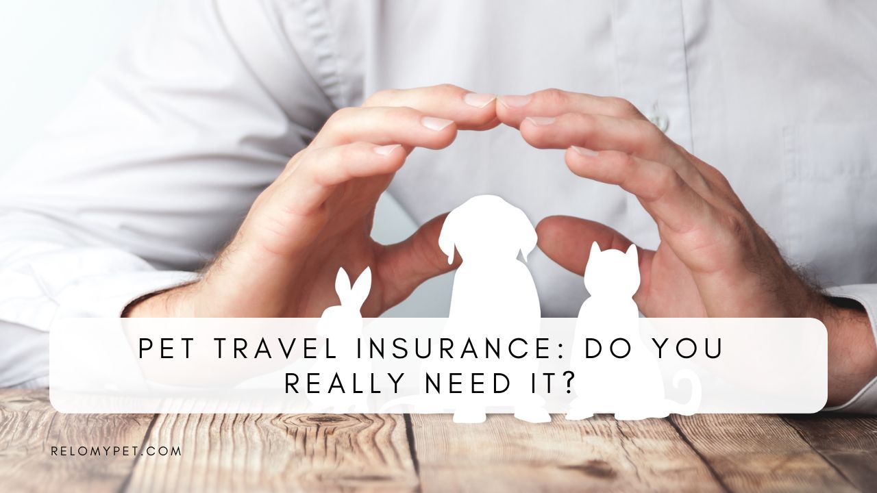 PET TRAVEL INSURANCE DO YOU REALLY NEED IT? Relopet International