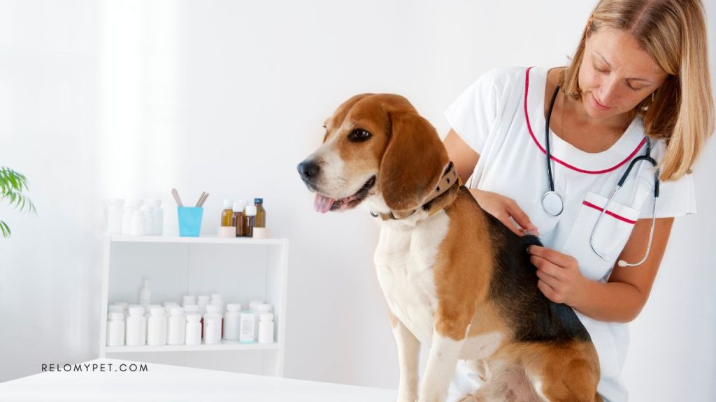 Pet relocation to Singapore: vaccinations