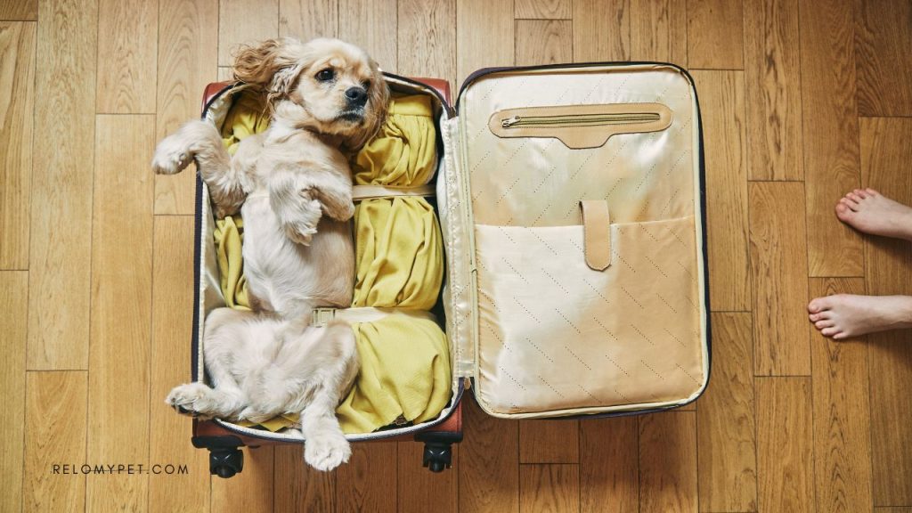 Preparing for worldwide pet travel