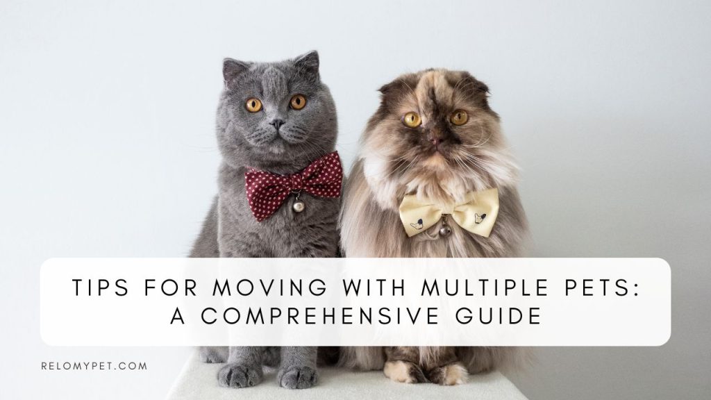 Tips for moving with multiple pets: a comprehensive guide. Featured Image