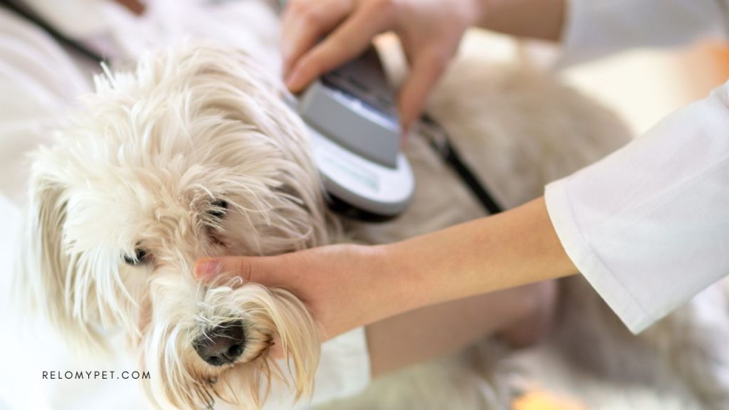 Microchipping and vaccination before traveling to Greece with your pet