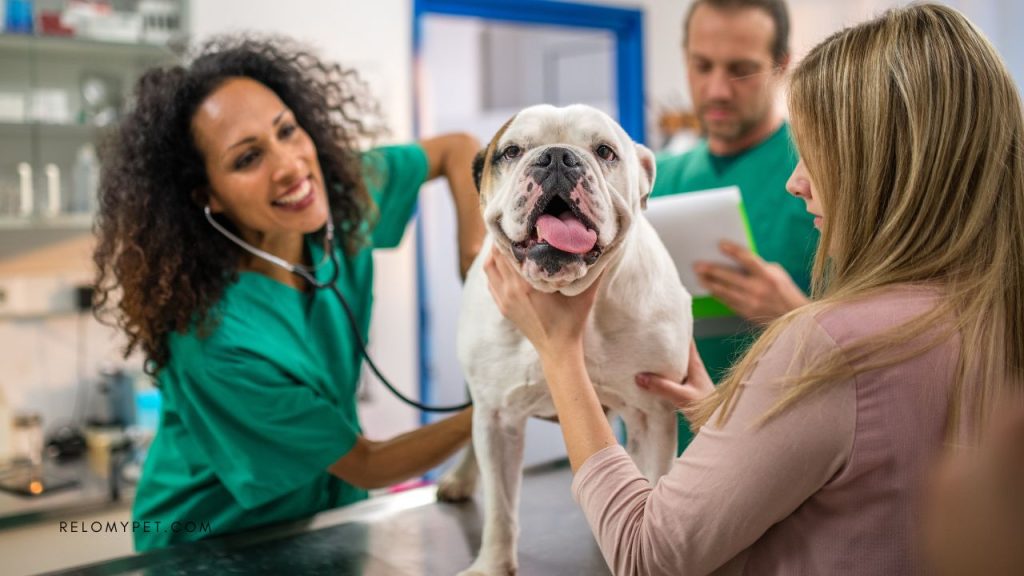 Visit veterinarian before moving with multiple pets