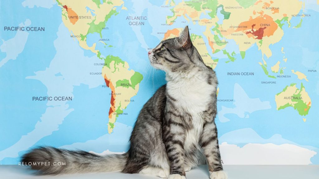 Worldwide pet travel