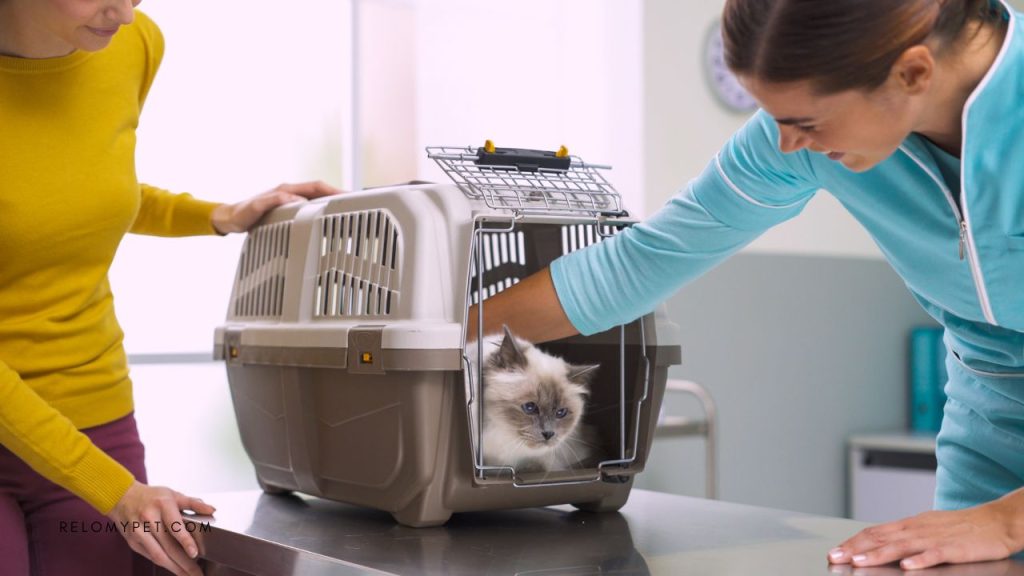 Airline-approved pet carriers - Comfort