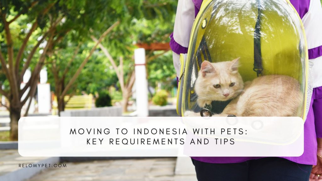 Moving to Indonesia with pets: key requirements and tips. Featured Image