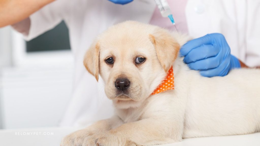 Necessary vaccinations before moving to Indonesia with pets
