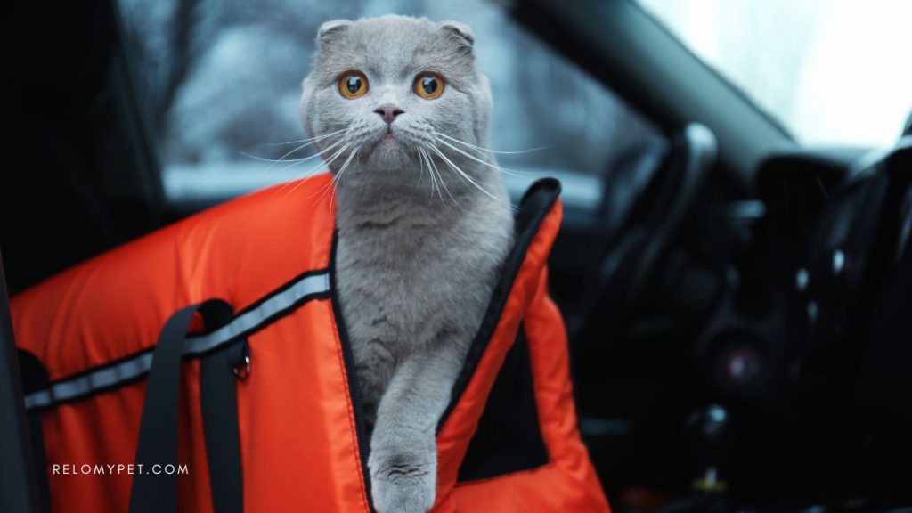 Choose the right carrier for air travel with pets to Sweden