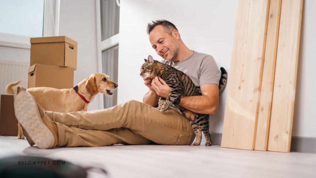 Common challenges and solutions for pet travel - communicating with the pet relocation specialist