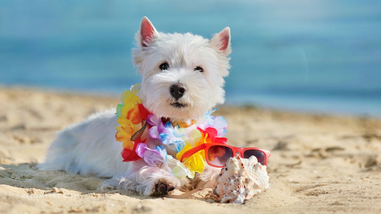 Moving to Indonesia with Pets Key Requirements Relopet International