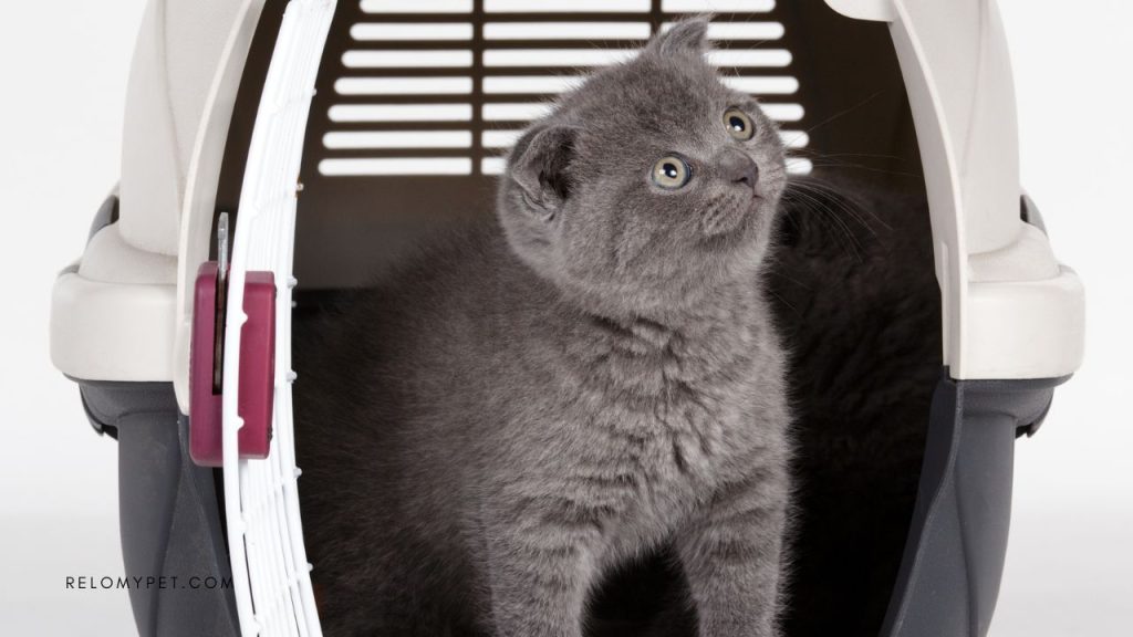 Airline-approved pet carriers
