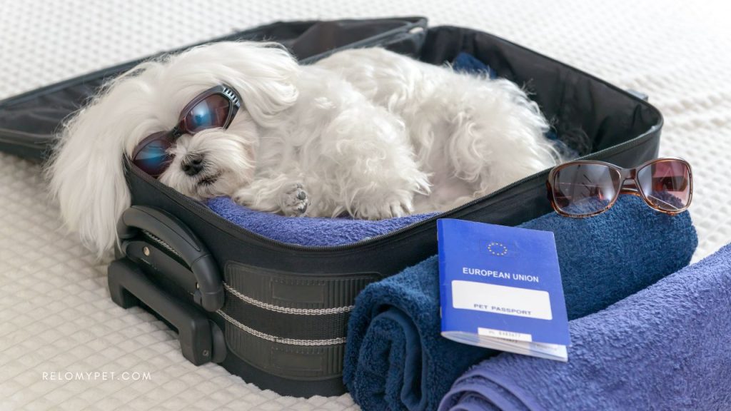 Pet passport and other documents