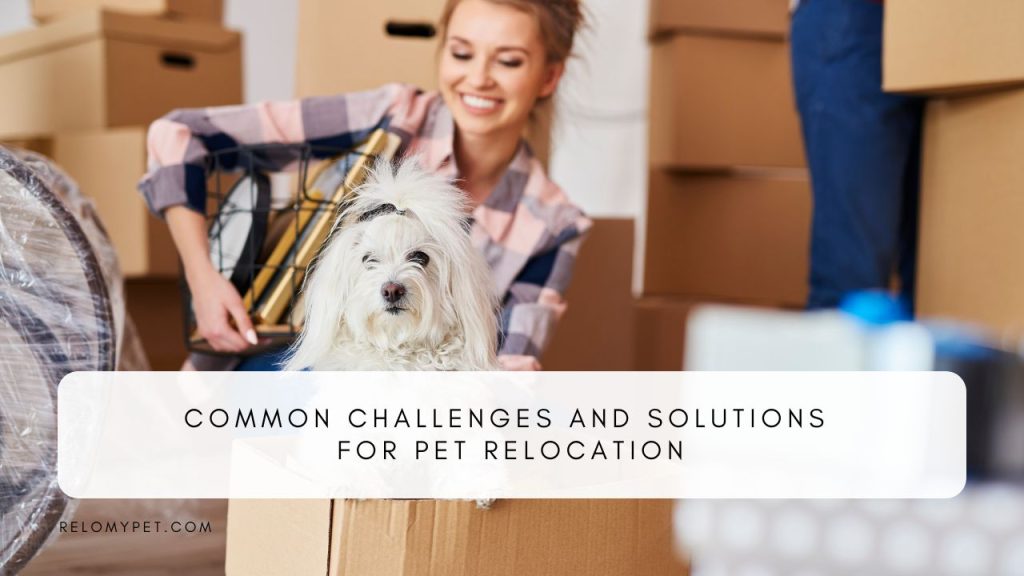 Common challenges and solutions for pet relocation. Featured image