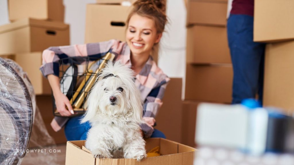 The Benefits of Using a Pet Relocation Specialist