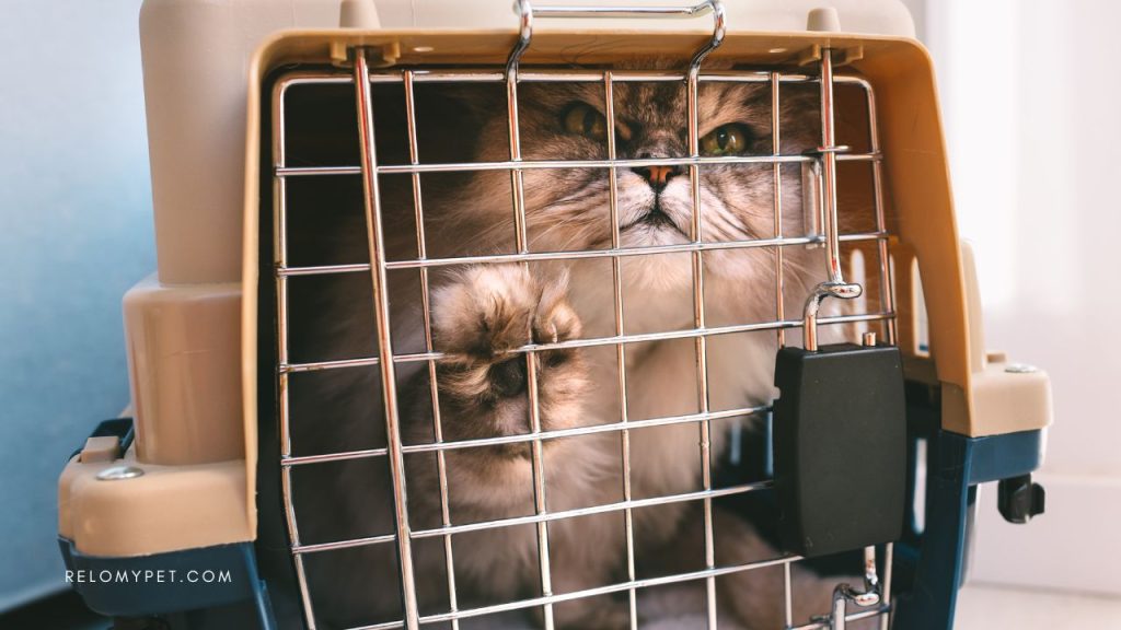 Traveling with pets: security screening