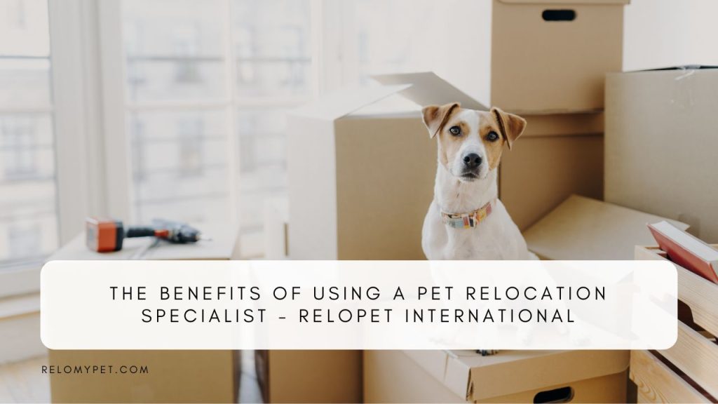 The benefits of using a pet relocation specialist. Featured image