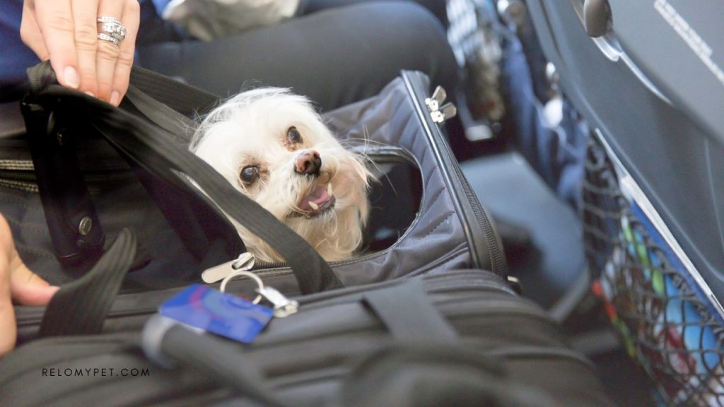Tips on traveling with pets on a plane