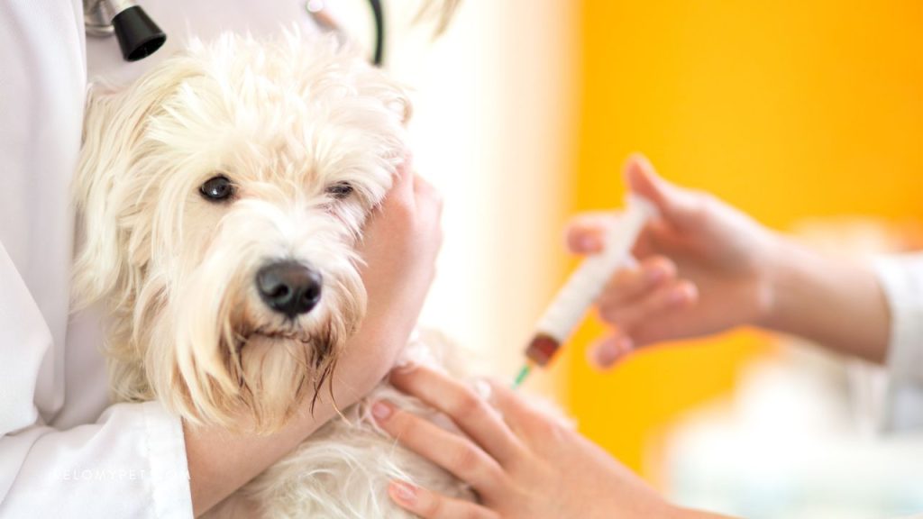 Vaccinations before pet move to Malaysia
