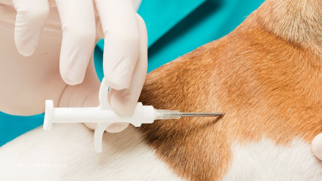 Microchipping before bringing your pet to Malaysia