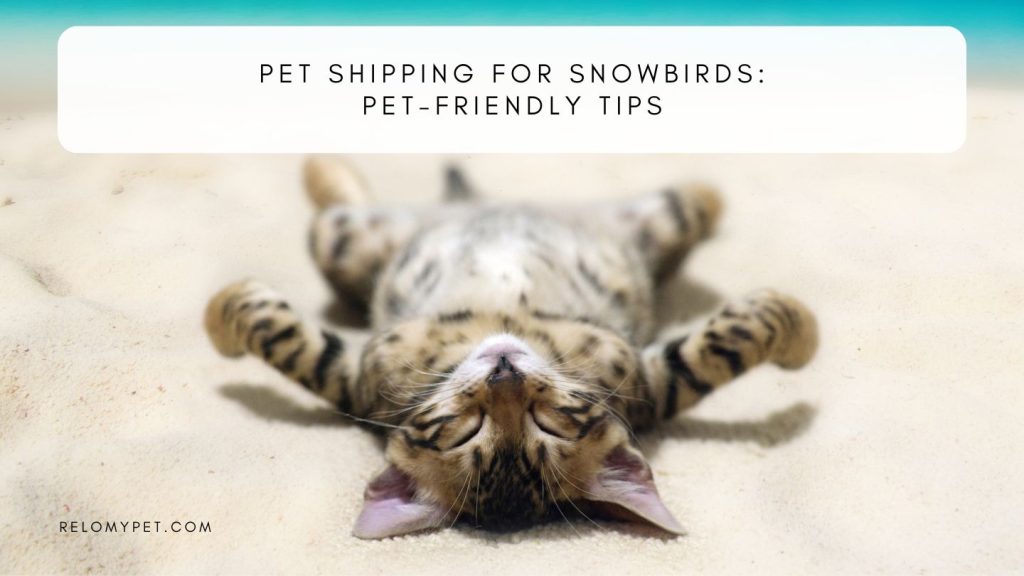 Pet Shipping for Snowbirds: Pet-Friendly Tips. Featured Image