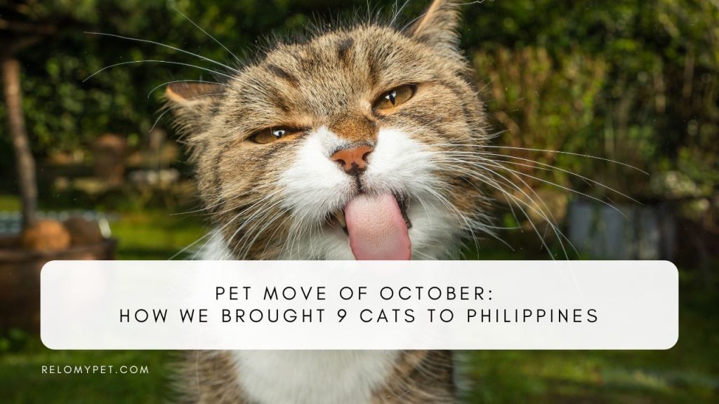 Pet move of October: How we brought 9 cats to Philippines. Featured Image