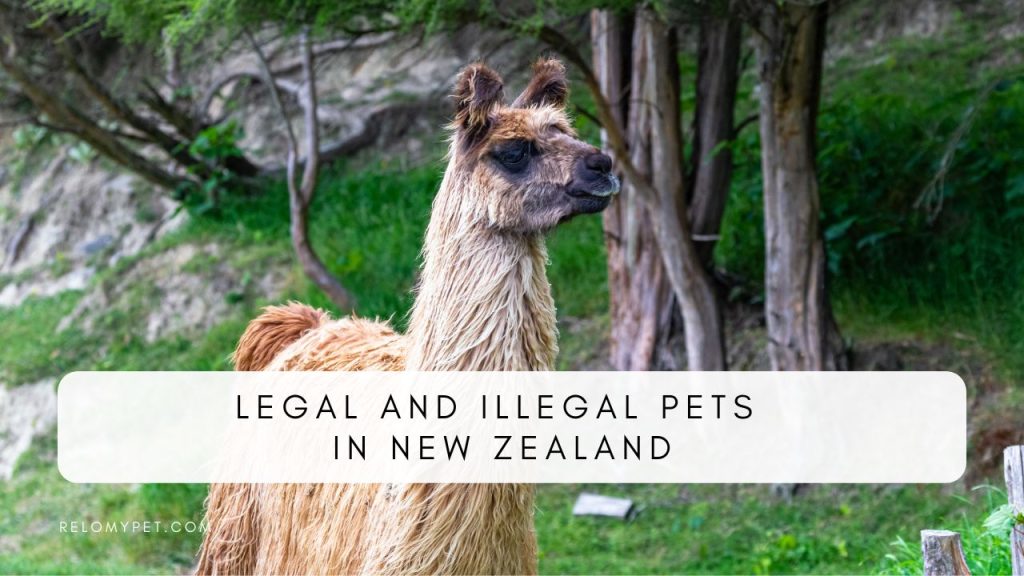 Legal and illegal pets in New Zealand. Featured Image