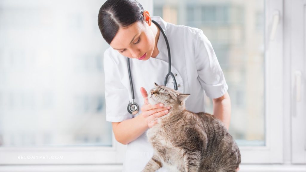 Bringing pets to France: veterinary inspection