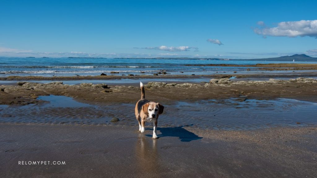 Legal and illegal pets in New Zealand: navigating New Zealand's pet landscape