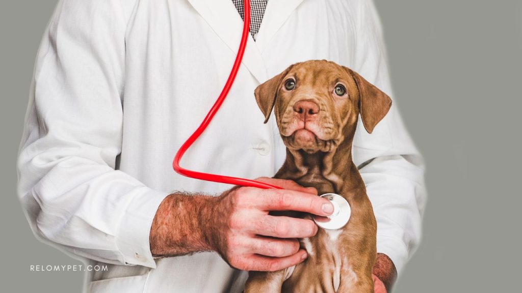 Bringing pets to France: microchipping and vaccinations