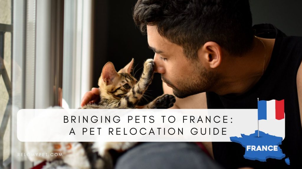 Bringing pets to France: A pet relocation guide. Featured image