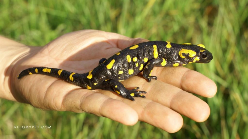 Legal and illegal pets in New Zealand: exotic animals - salamanders/axolotls