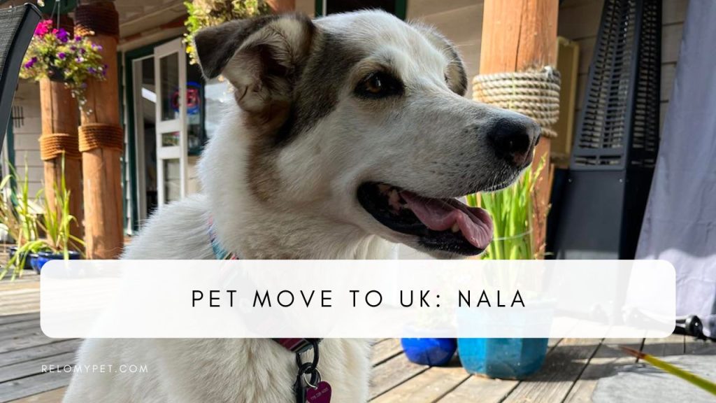 Pet move to UK: Nala. Featured Image