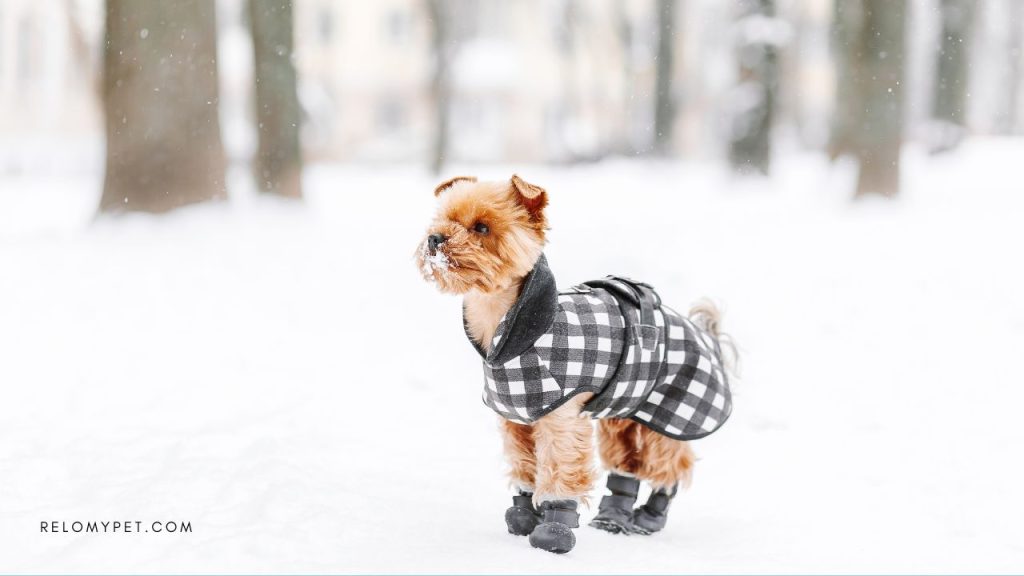 Keeping pets safe in winter - Protect their feet