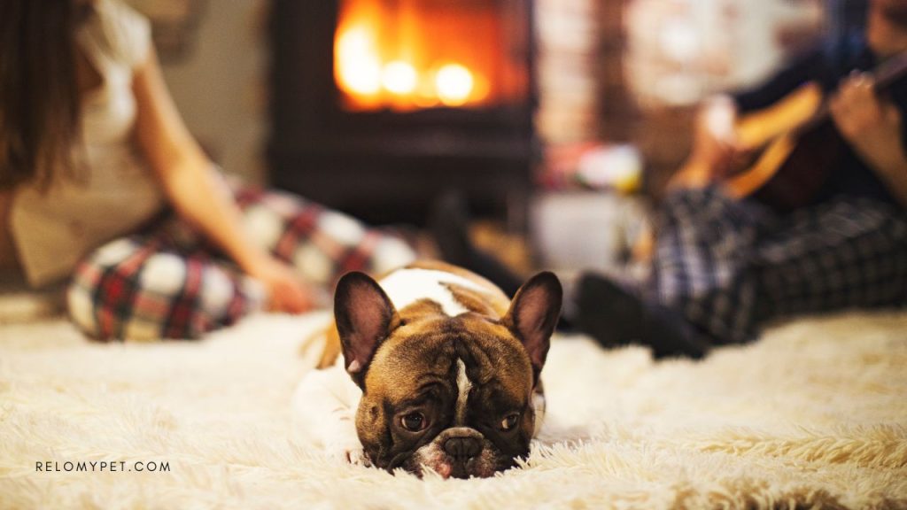 Keeping pets safe in winter - Keep them indoor