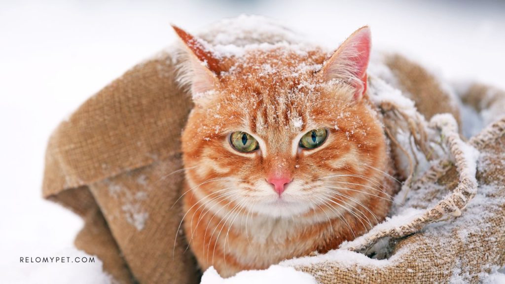 Some cats might not enjoy being outside in the snow.