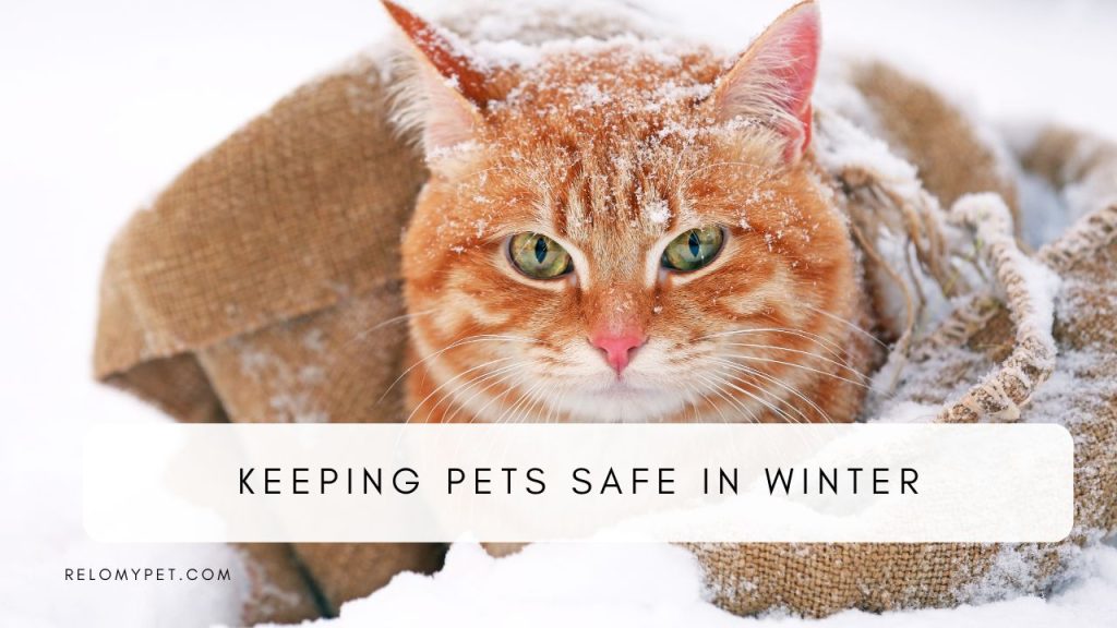 Keeping pets safe in winter. Featured image