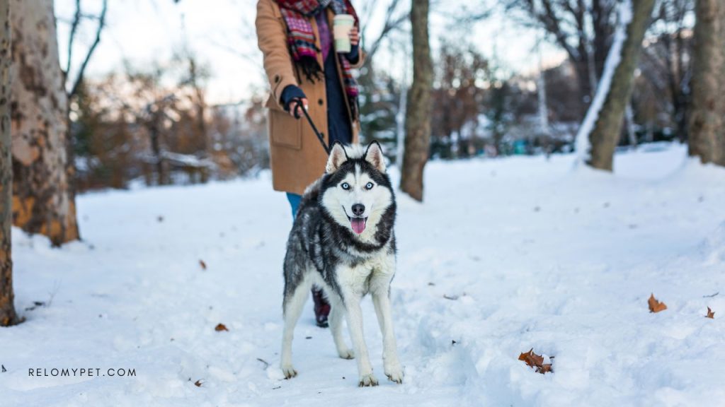 Keeping pets safe in winter - use leash near body of water