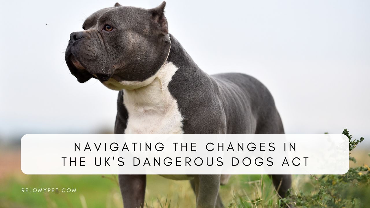 Dangerous Dogs Act and the UK's XL Bully Ban Relopet International