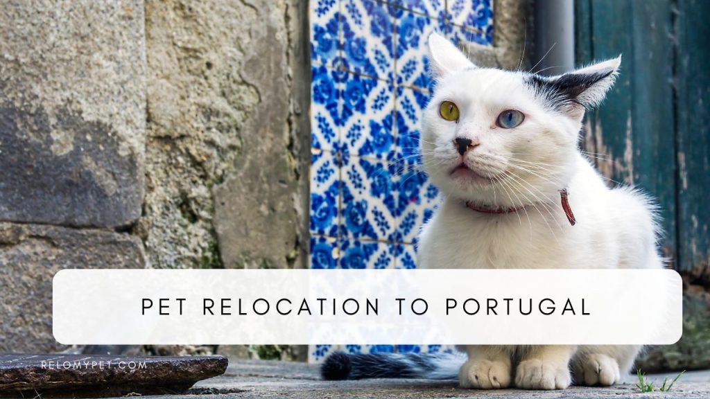 Pet relocation to Portugal. Featured Image