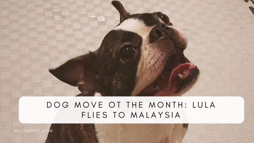 Dog move of the month: Lula flies to Malaysia. Featured Image
