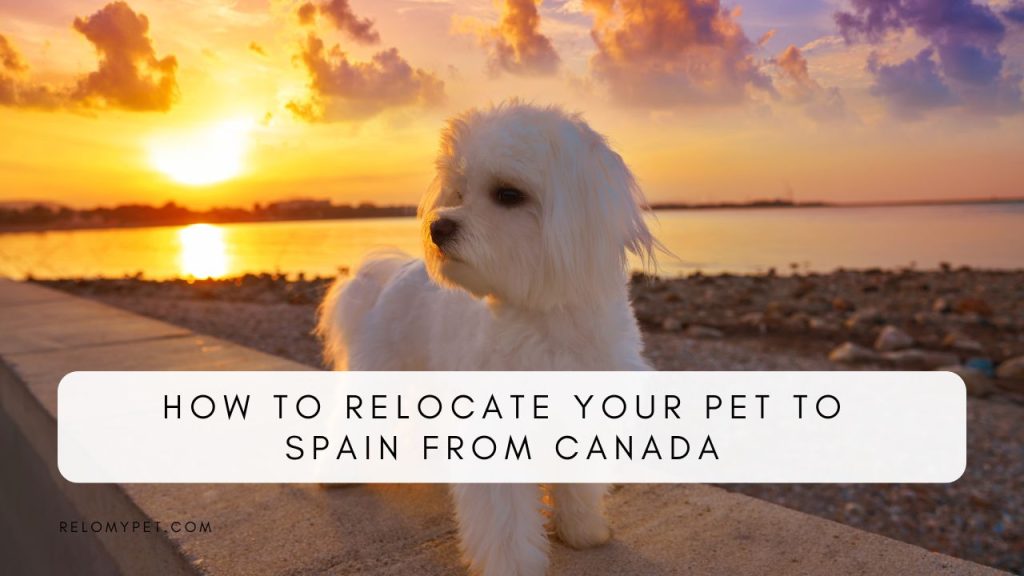 How to relocate your pet to Spain from Canada. Featured Image