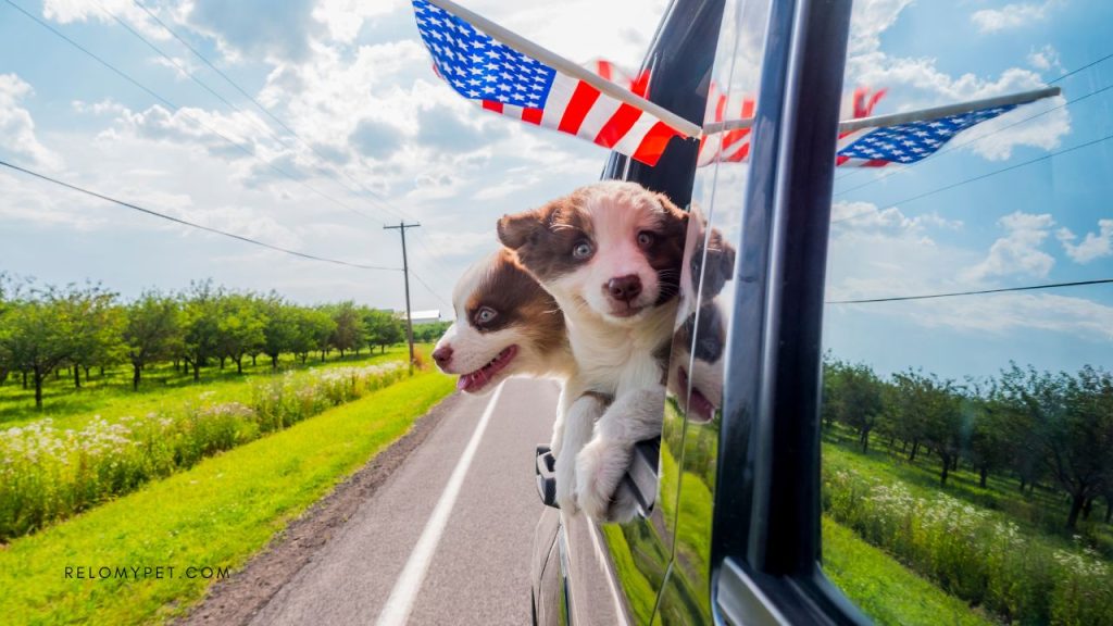 How to prepare your dog for the journey with new dog travel regulations in the USA in 2024